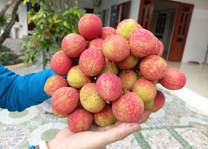 180,000 VND/kg of u trung trang lychees